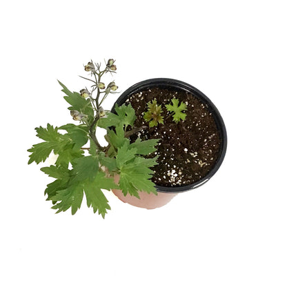Delphinium, 1 gal, Rose white bee