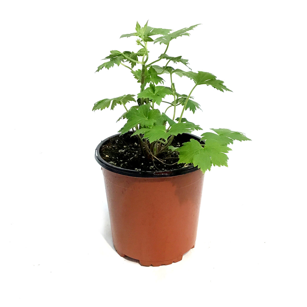 Delphinium, 1 gal, Dark Blue White Bee
