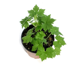 Delphinium, 1 gal, Dark Blue White Bee