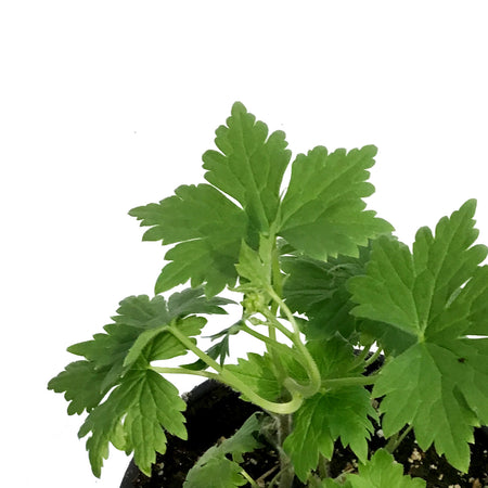 Delphinium, 1 gal, Dark Blue White Bee