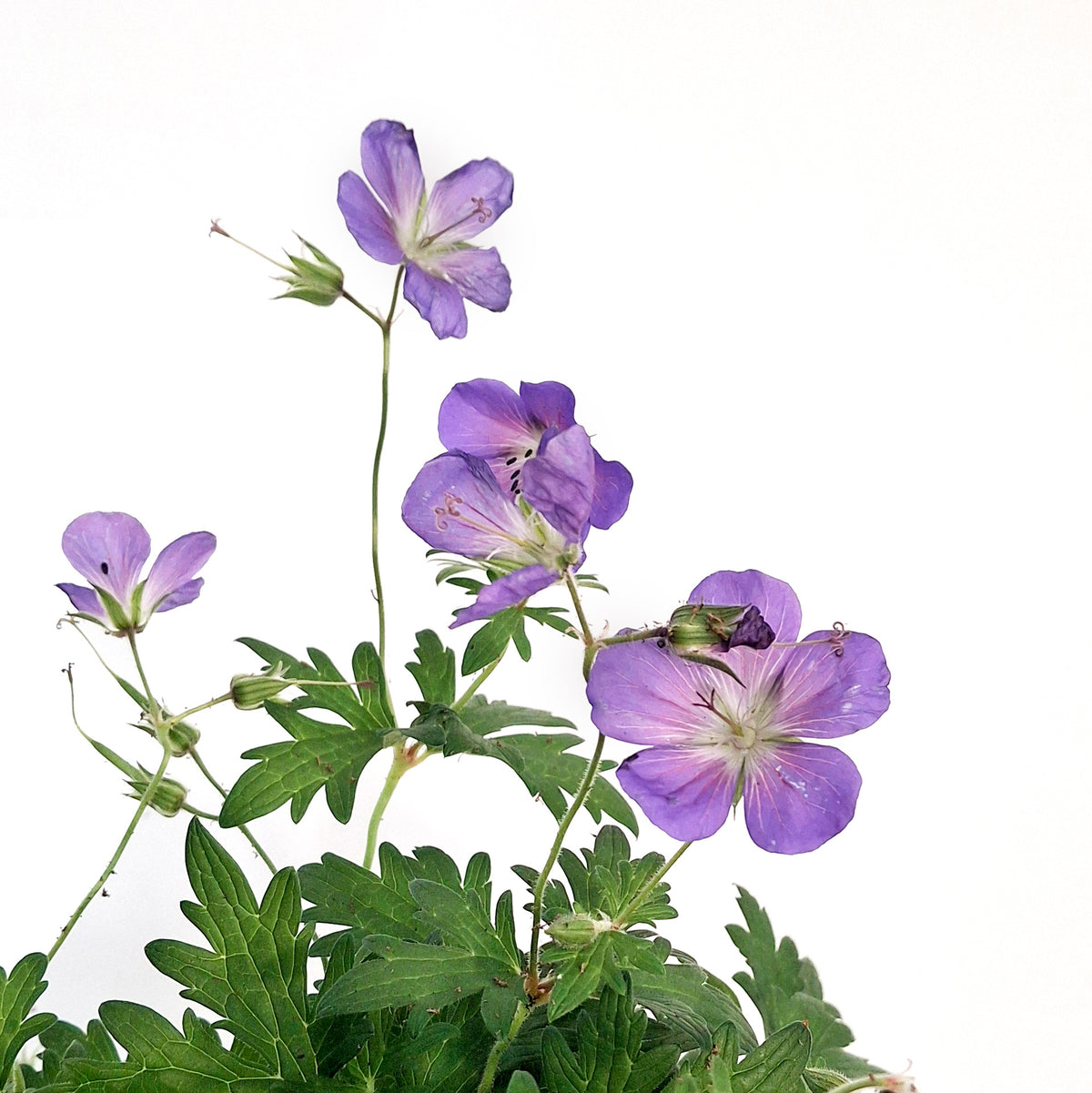 Geranium, 1 gal, Hybdria, Johnsons Blue