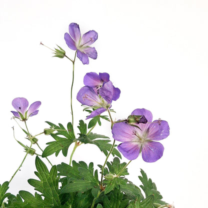 Geranium, 1 gal, Hybdria, Johnsons Blue
