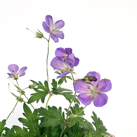 Geranium, 1 gal, Hybdria, Johnsons Blue
