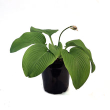 Load image into Gallery viewer, Hosta, 1 gal, Green Bag

