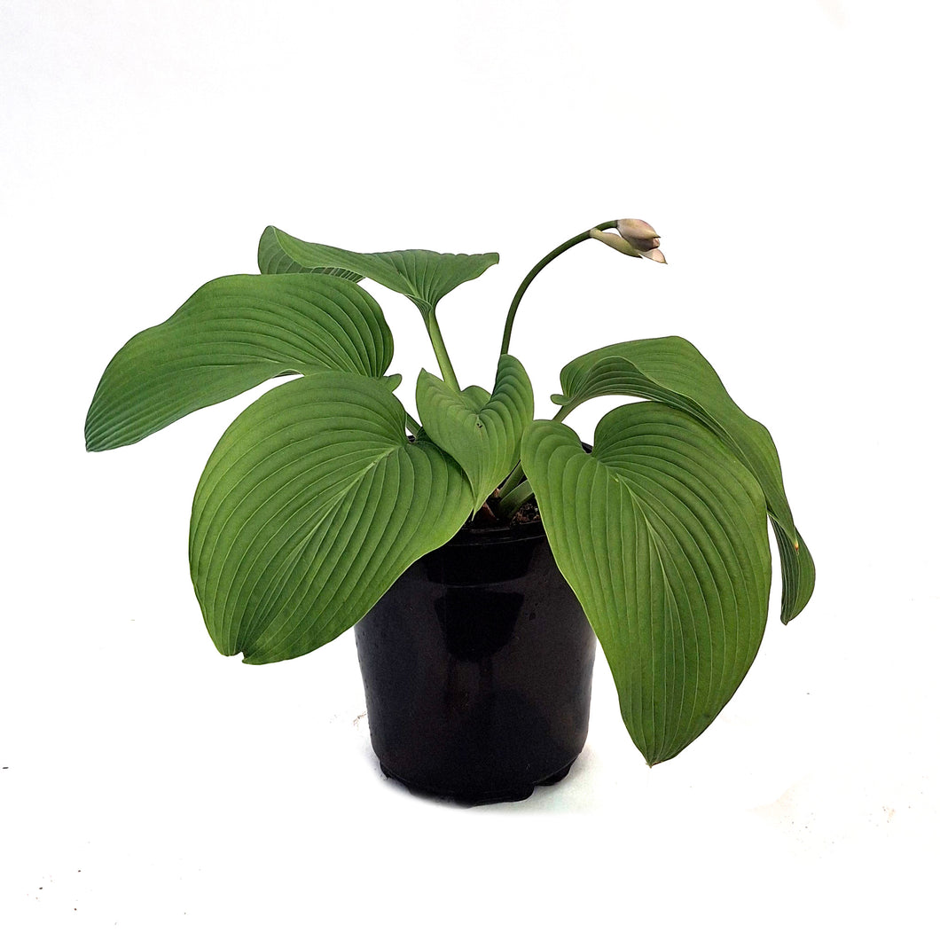 Hosta, 1 gal, Green Bag