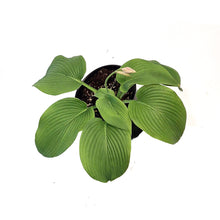 Load image into Gallery viewer, Hosta, 1 gal, Green Bag
