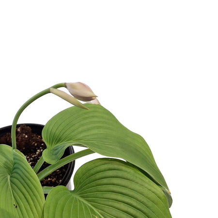 Hosta, 1 gal, Green Bag