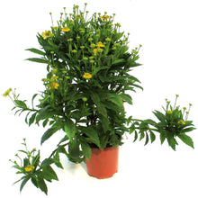 Load image into Gallery viewer, Helenium, 1 gal, Mariachi Sombreo
