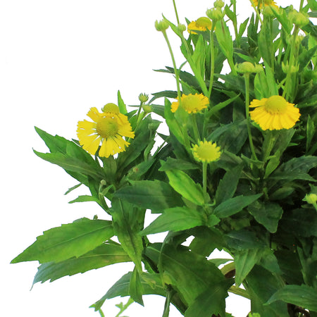 Helenium, 1 gal, Mariachi Sombreo