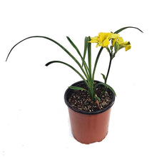 Load image into Gallery viewer, Hemerocallis, 1 gal, See You Tomorrow

