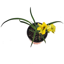 Load image into Gallery viewer, Hemerocallis, 1 gal, See You Tomorrow
