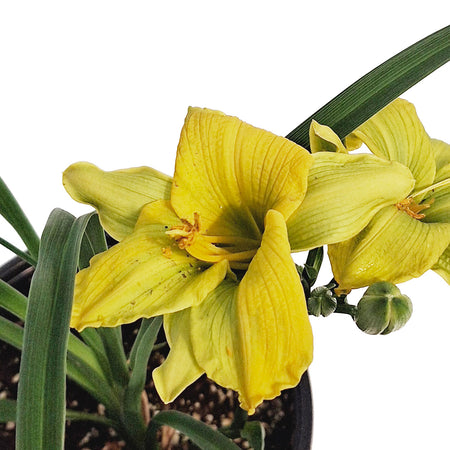 Hemerocallis, 1 gal, See You Tomorrow