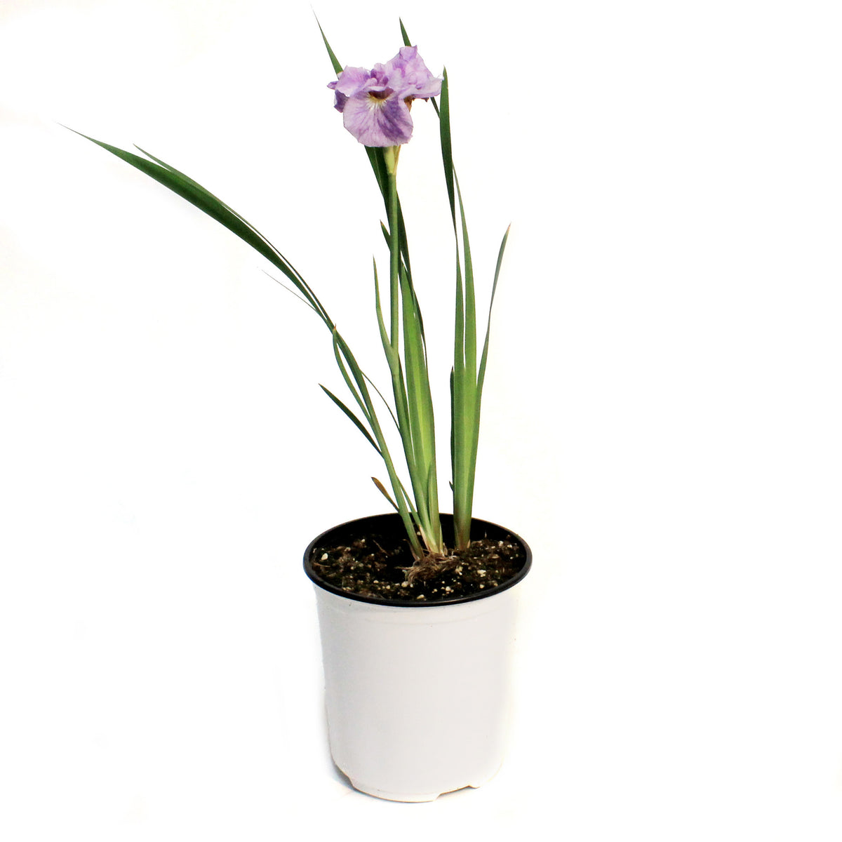 Iris, 1 gal, Peacock Pink Parfait