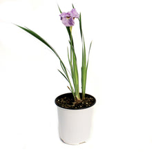 Load image into Gallery viewer, Iris, 1 gal, Peacock Pink Parfait
