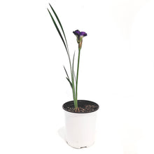 Load image into Gallery viewer, Iris, 1 Gal, Siberina Iris
