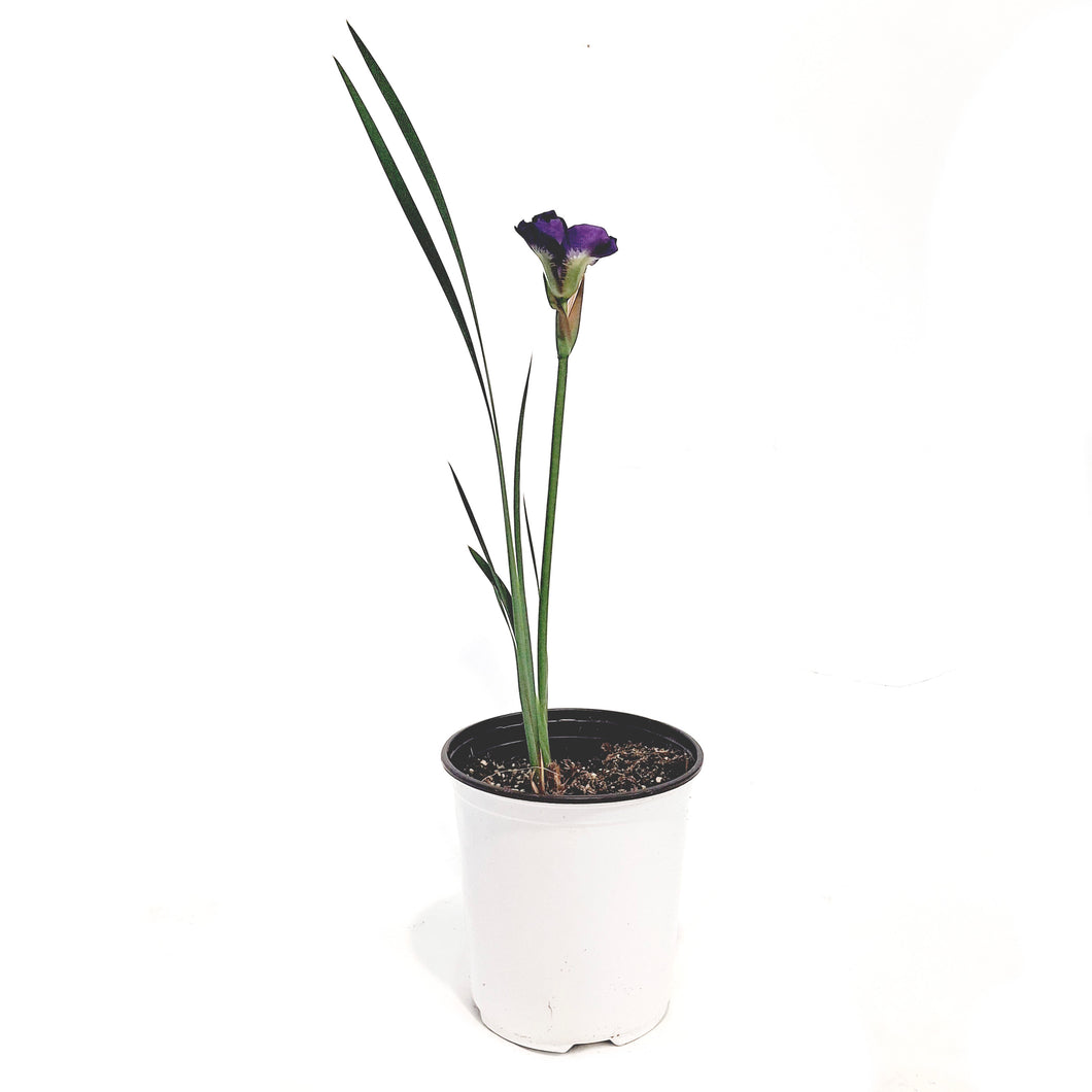 Iris, 1 Gal, Siberina Iris