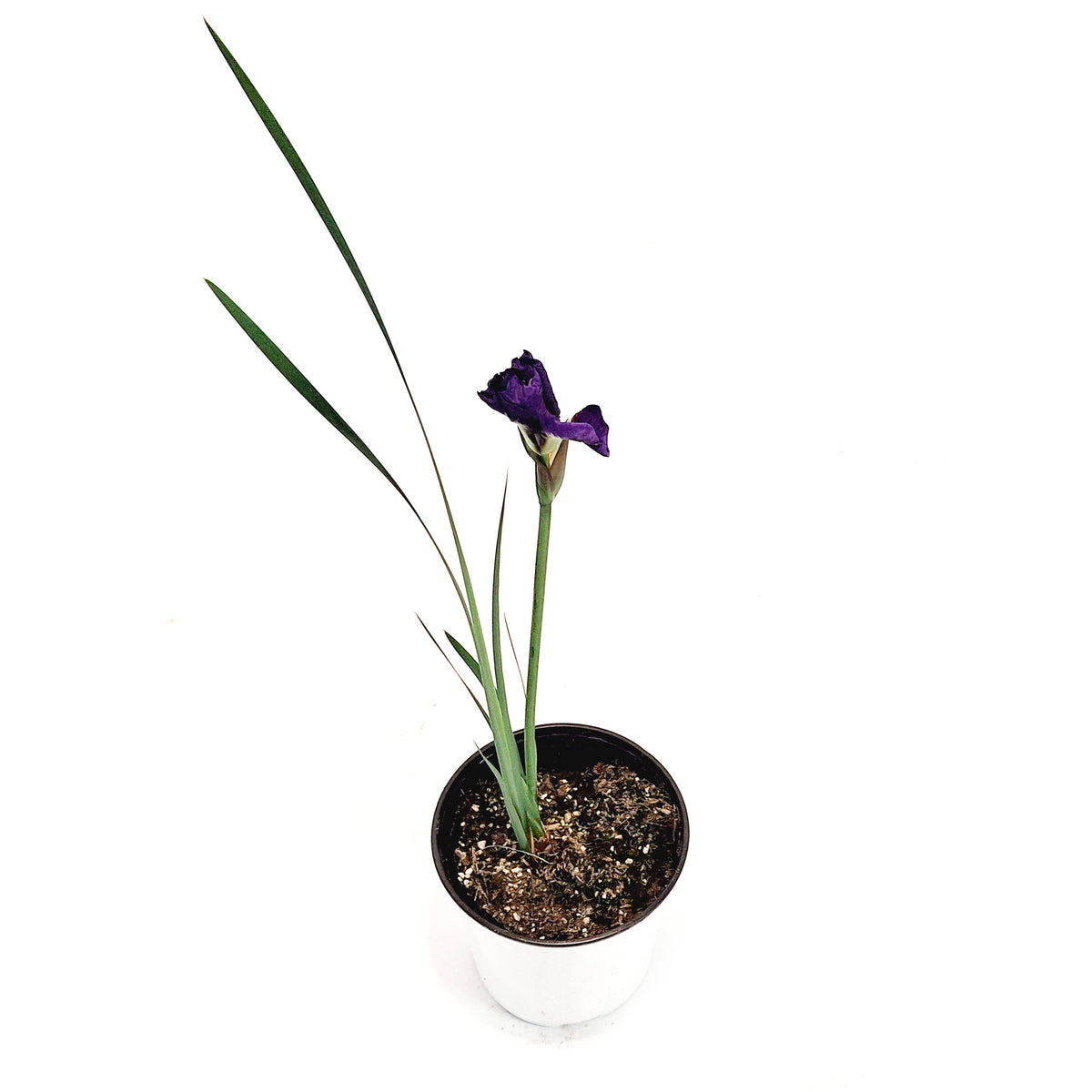 Iris, 1 Gal, Siberina Iris