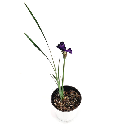 Iris, 1 Gal, Siberina Iris