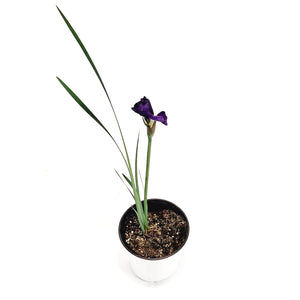 Iris, 1 Gal, Siberina Iris