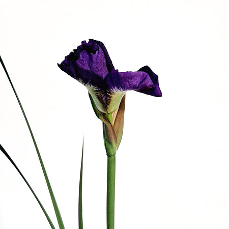 Iris, 1 Gal, Siberina Iris