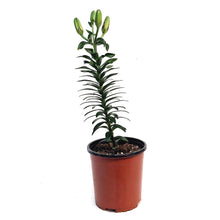 Load image into Gallery viewer, Lilium, Asiatic, 1 gal, Looks Tiny MAssive
