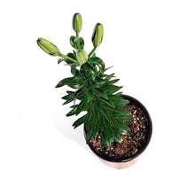 Load image into Gallery viewer, Lilium, Asiatic, 1 gal, Looks Tiny MAssive
