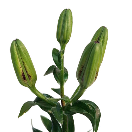 Lilium, Asiatic, 1 gal, Looks Tiny MAssive