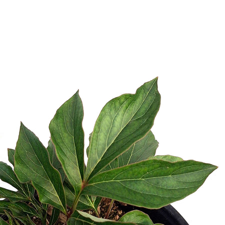 Peony, 1 gal, Gardenia