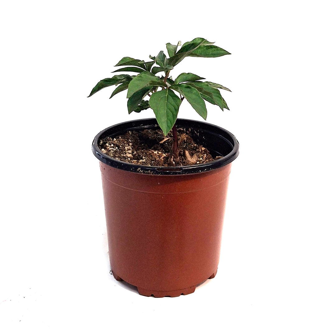 Peony, 1 gal, Gardenia