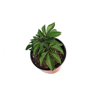 Peony, 1 gal, Gardenia