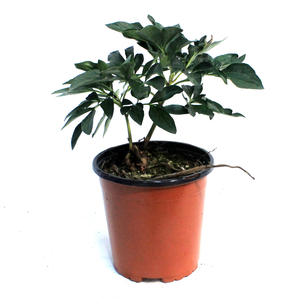 Peony, 1 gal, Gardenia