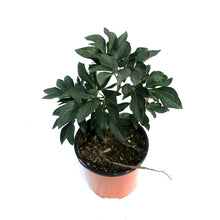 Load image into Gallery viewer, Peony, 1 gal, Gardenia
