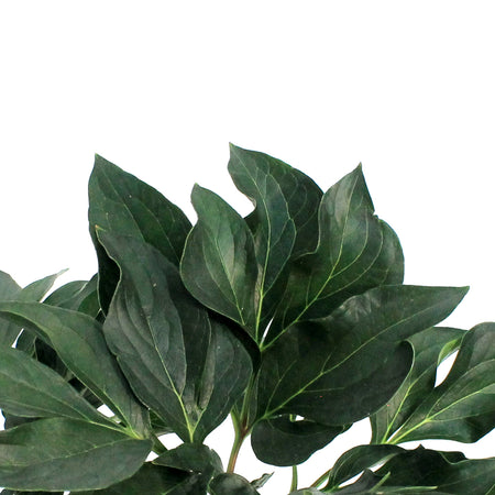 Peony, 1 gal, Gardenia