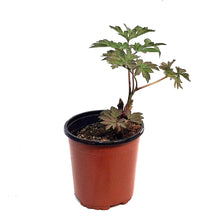 Load image into Gallery viewer, Peony, 1 gal, Julia Rose

