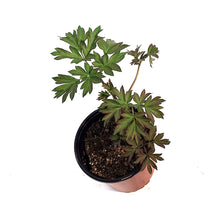 Load image into Gallery viewer, Peony, 1 gal, Julia Rose
