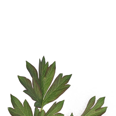 Peony, 1 gal, Julia Rose