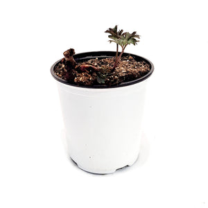Peony, 1 gal, Magical Mystery Tour