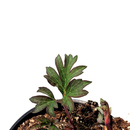 Peony, 1 gal, Magical Mystery Tour