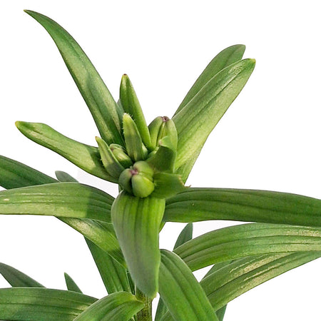 Lilium, Asiatic, 1 gal, Kiss Easy Spot