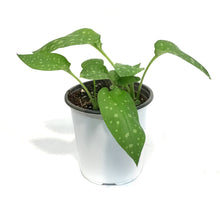 Load image into Gallery viewer, Pulmonaria, 1 gal, Mrs. Moon
