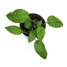 Load image into Gallery viewer, Pulmonaria, 1 gal, Mrs. Moon
