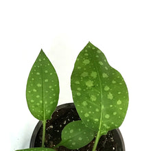Load image into Gallery viewer, Pulmonaria, 1 gal, Mrs. Moon
