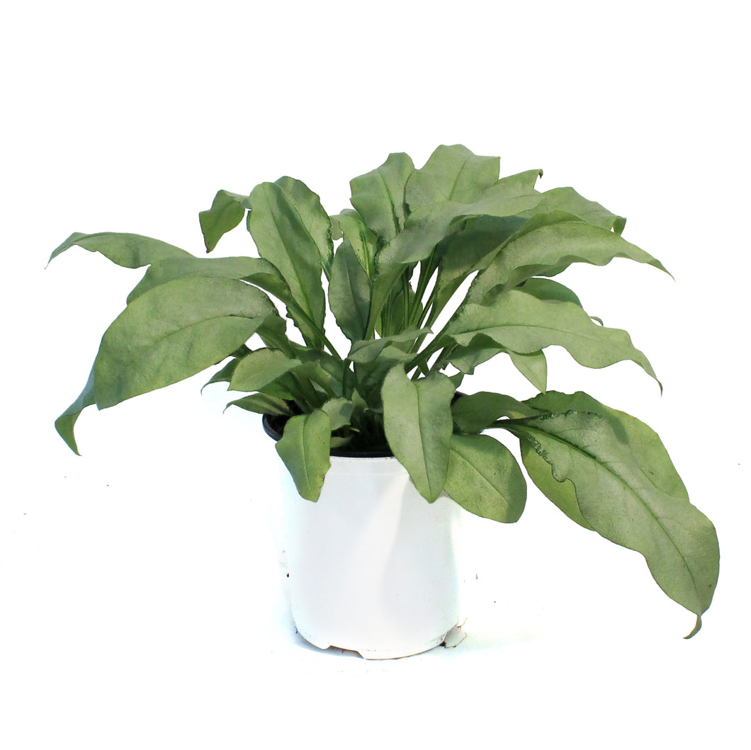 Pulmonaria, 1 gal, Majeste