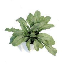 Load image into Gallery viewer, Pulmonaria, 1 gal, Majeste

