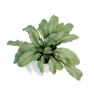 Pulmonaria, 1 gal, Majeste