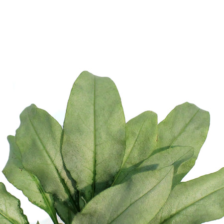 Pulmonaria, 1 gal, Majeste