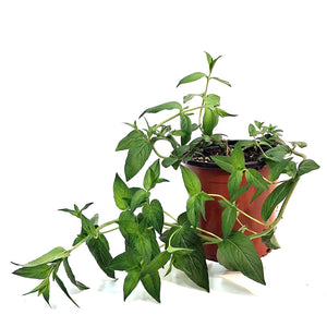 Pycanthem, 1 gal Mountain Mint