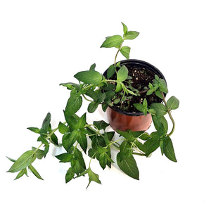 Pycanthem, 1 gal Mountain Mint