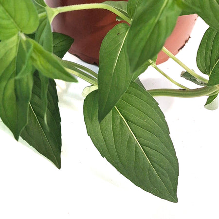 Pycanthem, 1 gal Mountain Mint