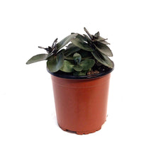 Load image into Gallery viewer, Sedum, 1 gal, Mojave Jewels Sapphire
